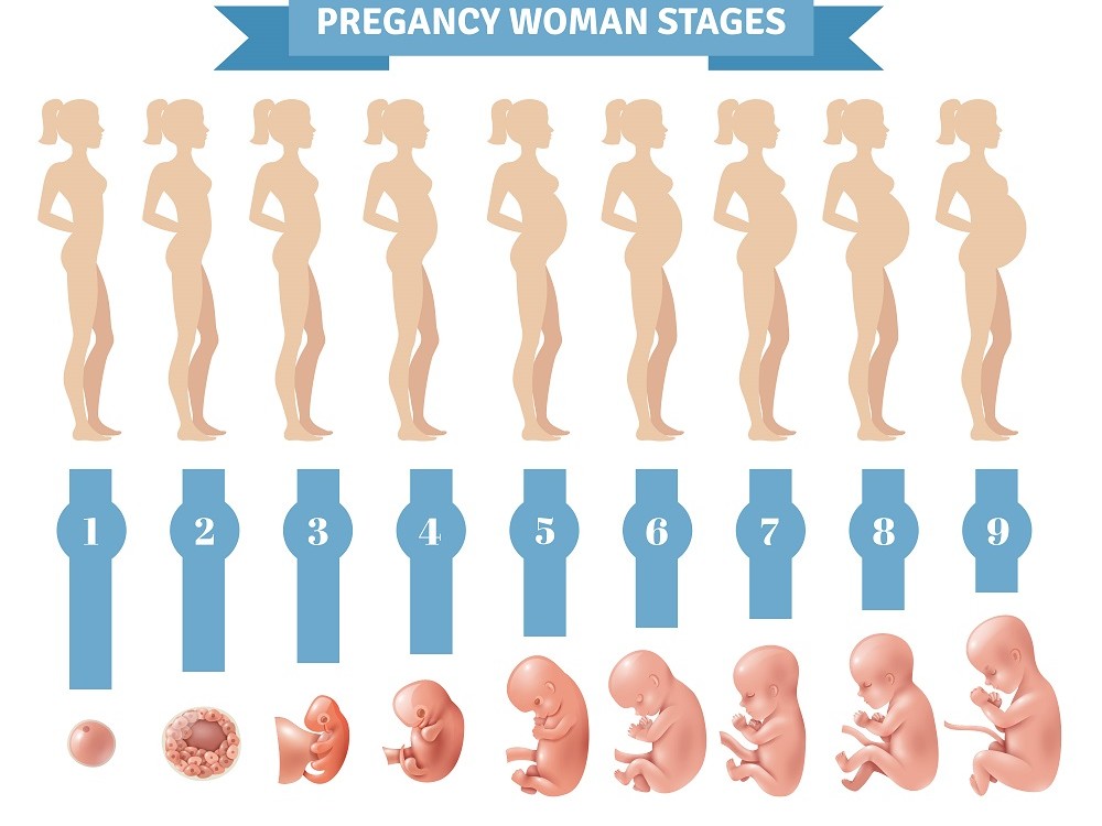 Evolución del feto